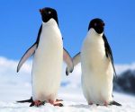 Mơ thấy chim cánh cụt là điềm lành hay dữ?