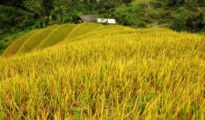 Mơ thấy lúa chín vàng điềm báo gì