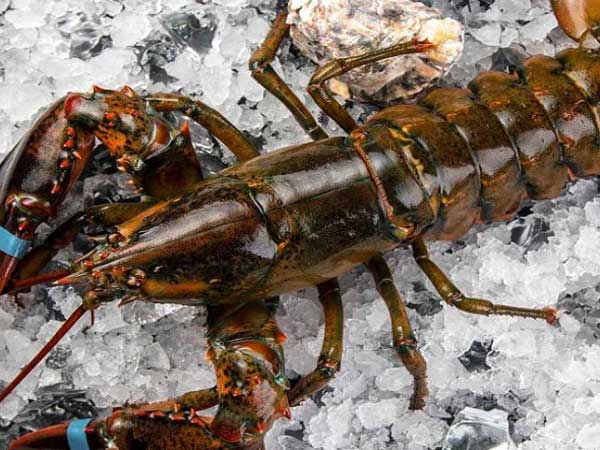 Tôm hùm Alaska có nguồn gốc từ vùng biển lạnh giá Bắc Đại Tây Dương