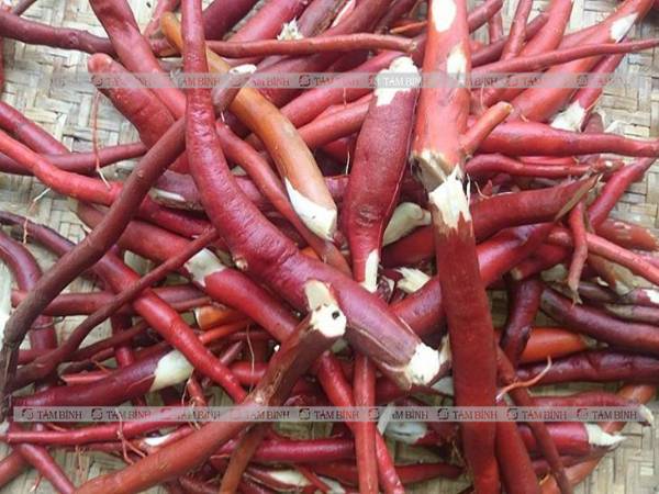 Ưu điểm của bài thuốc bổ thận dương trong Đông y