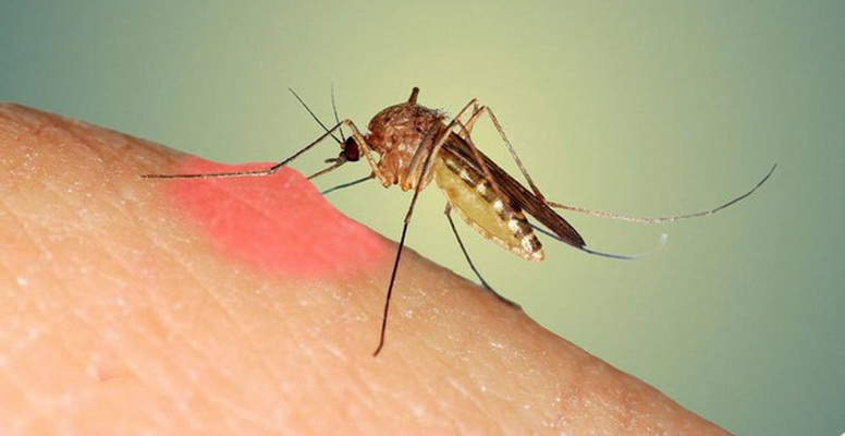 Các bệnh nguy hiểm do muỗi đốt gây ra