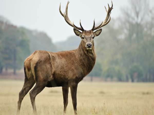 Con hươu số mấy theo quan niệm biểu tượng