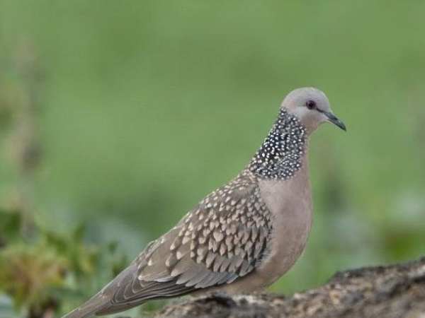 Ý nghĩa hình ảnh chim cu trong dân gian Việt Nam