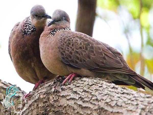 Chim cu là loài chim gì?