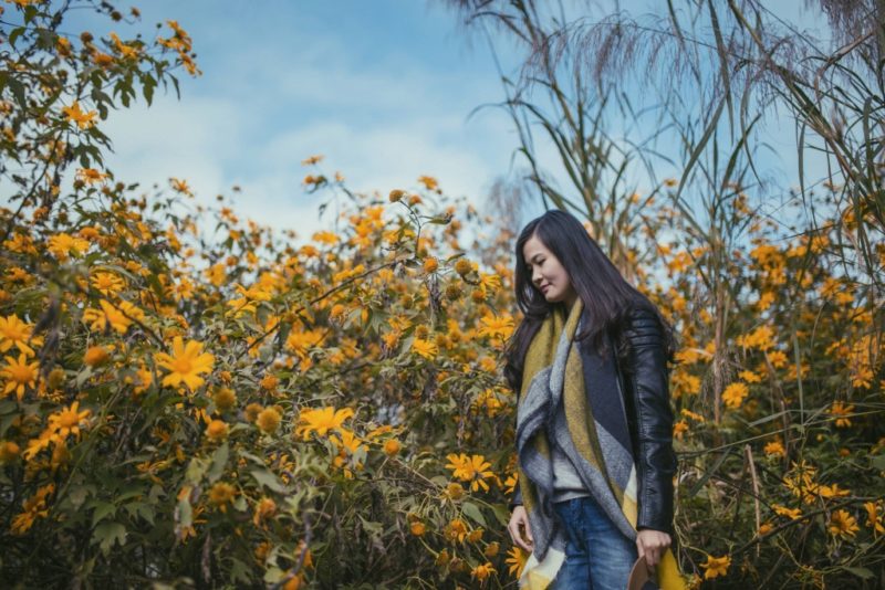 Mùa hoa dã quỳ ở Ba Vì