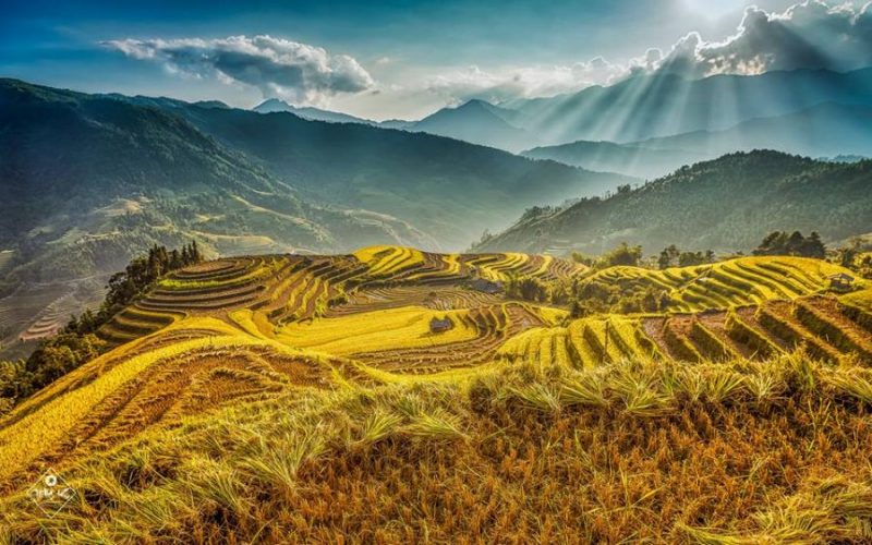 Mù cang chải