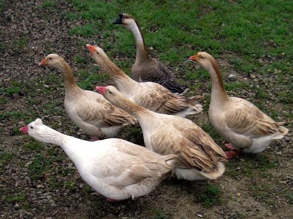 Con Ngỗng Số Mấy Theo Quan Niệm Dân Gian? con ngỗng số mấy