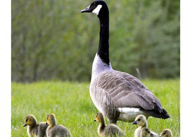 Ý Nghĩa Con Ngỗng Theo Dân Gian Ý Nghĩa Con Ngỗng Theo Dân Gian