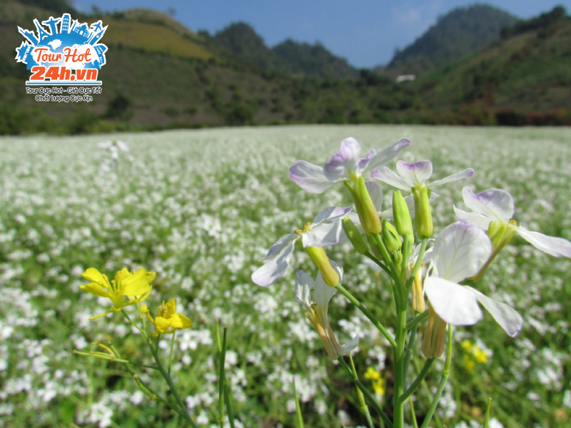 mua-hoa-cai-trang-moc-chau-thang-may