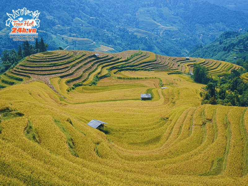 ruong-bac-thang-mua-thu-viet-nam-hoang-su-phi