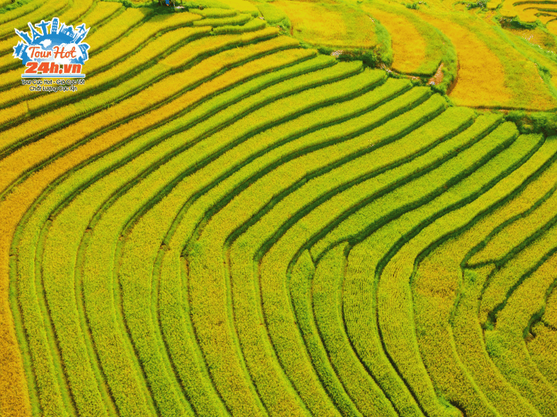 sapa-ruong-bac-thang-mua-thu-viet-nam-1