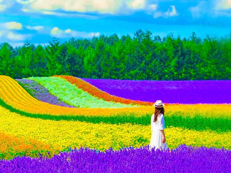 Hokkaido-mua-he-nhat-ban-co-gi