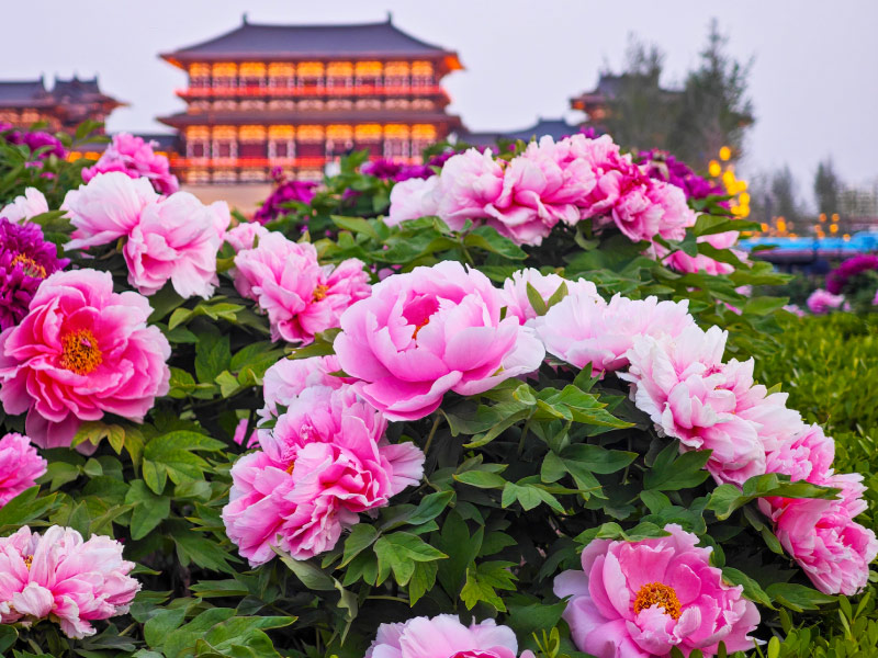 lac-duong-hoa-mau-don