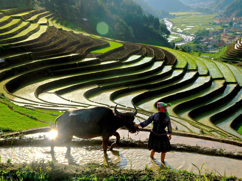 suc-hut-mu-cang-chai-mua-nuoc-do